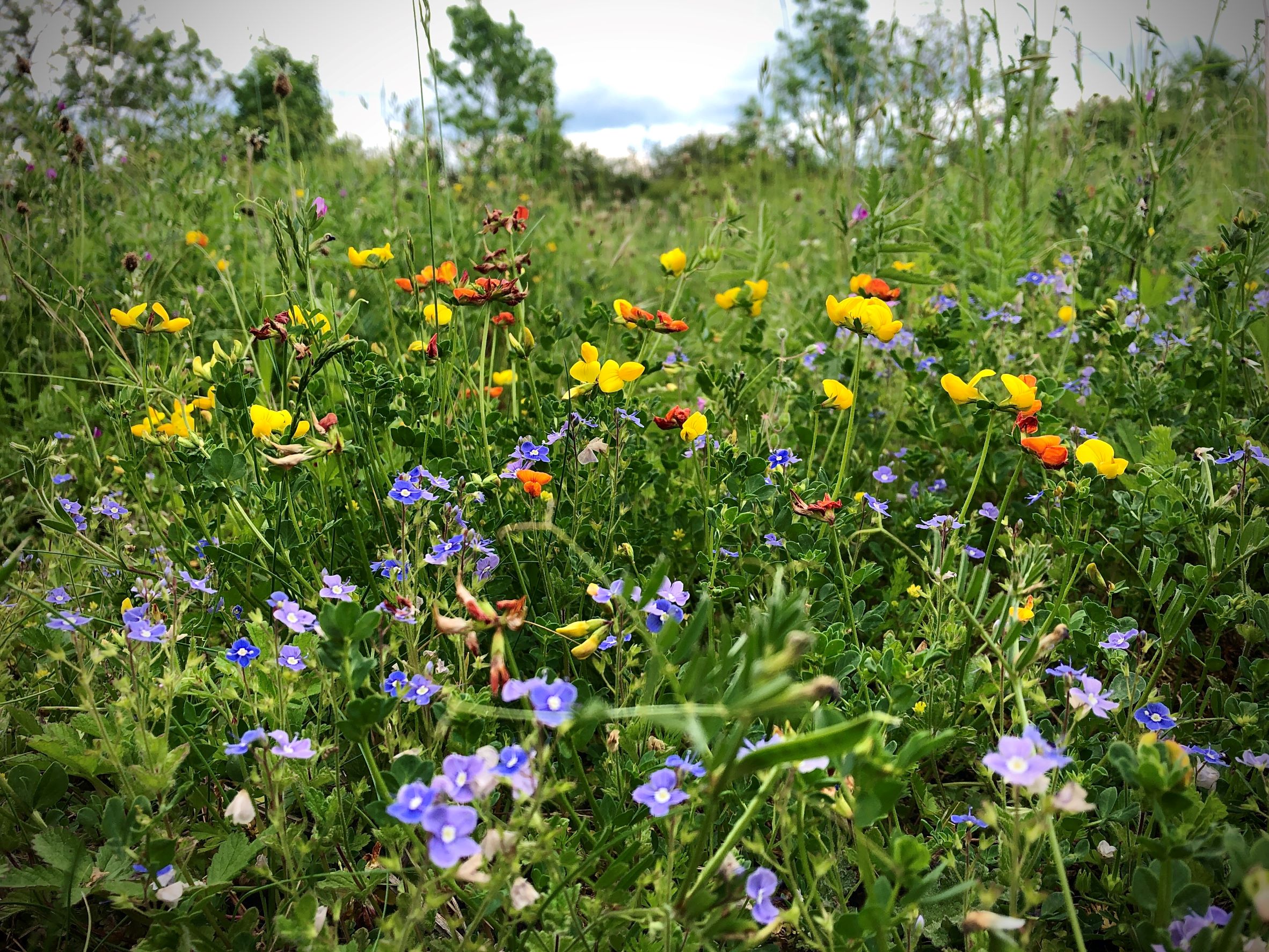 Biodiversity Net Gain (BNG) Image