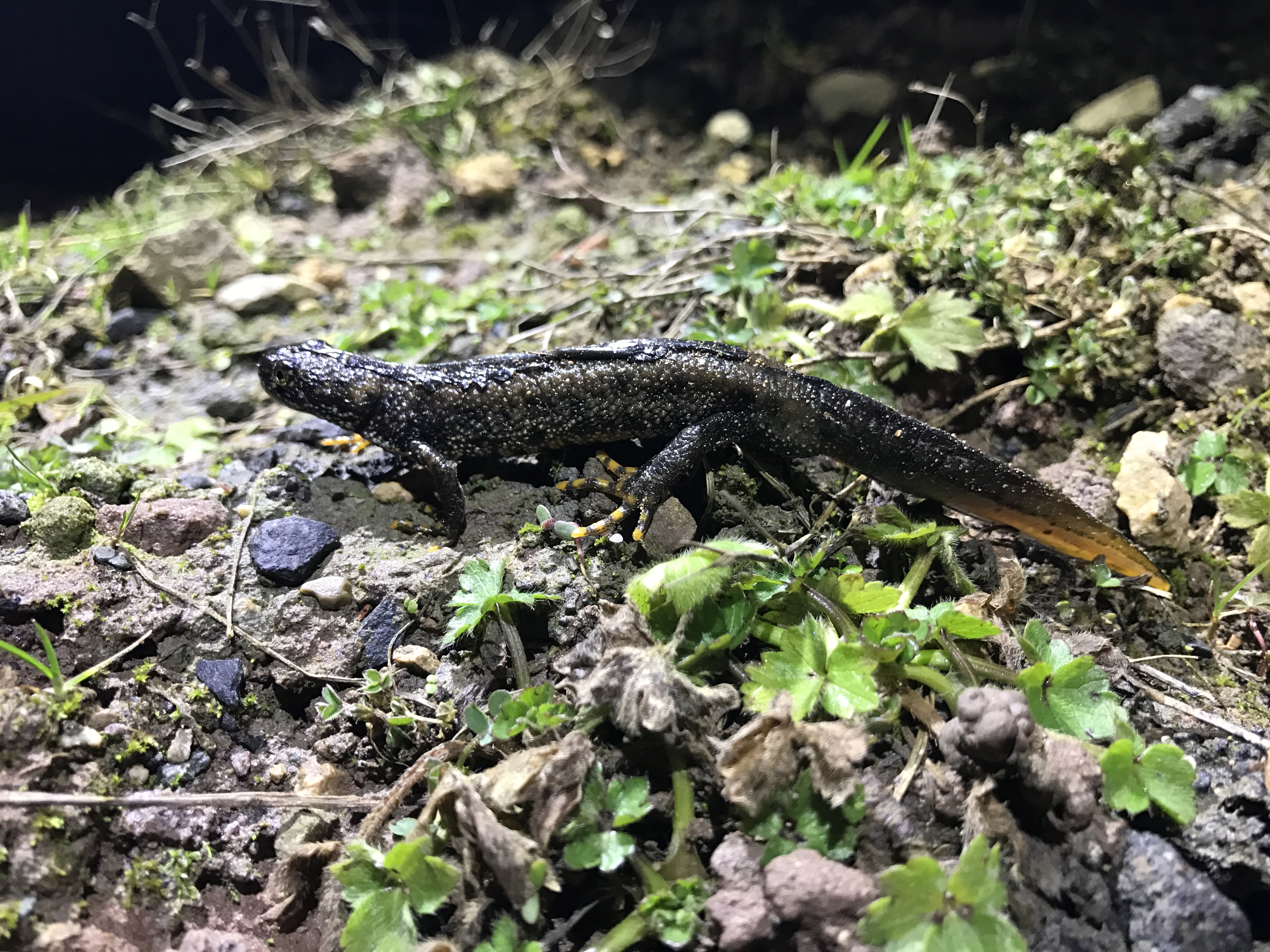 Great Crested Newt Surveys