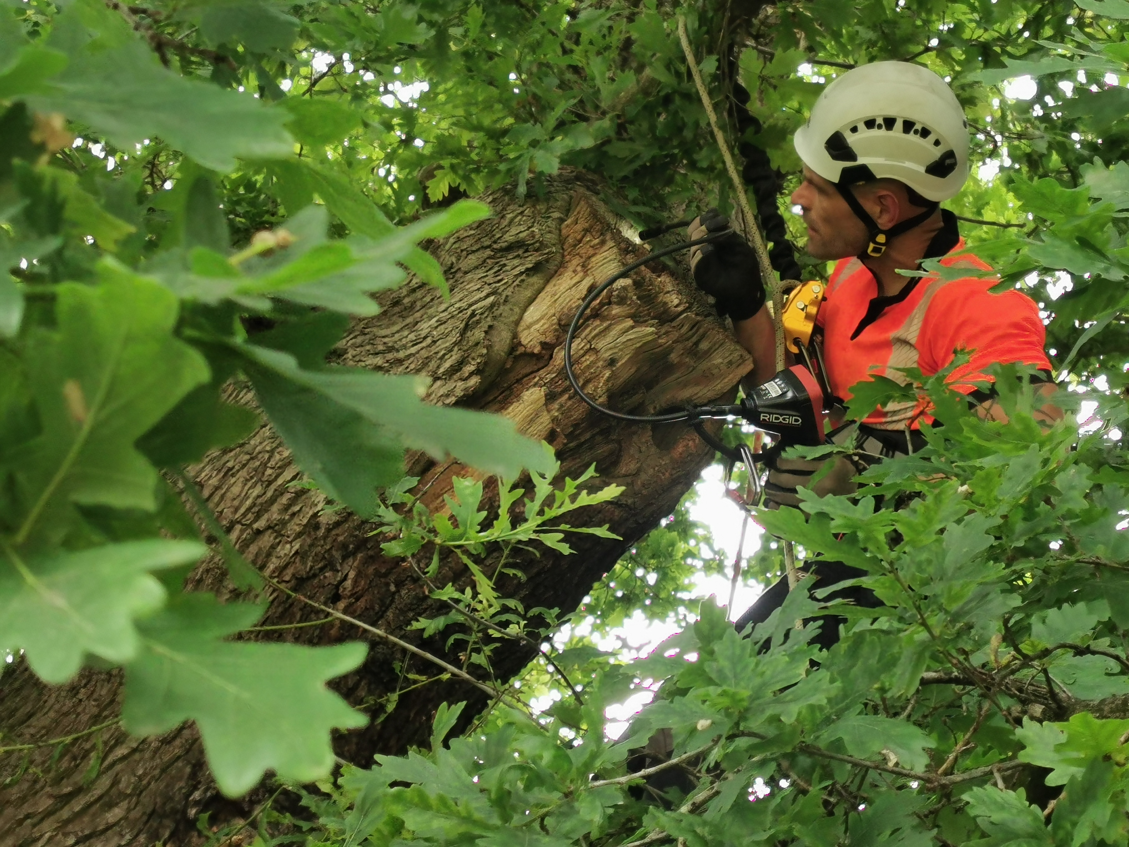 Aerial Bat Surveys